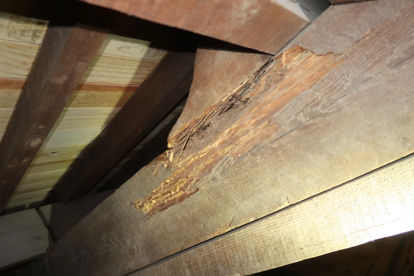 Timber roof structural survey NDT madeira cobertura 10