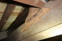 Timber roof structural survey NDT madeira cobertura 10